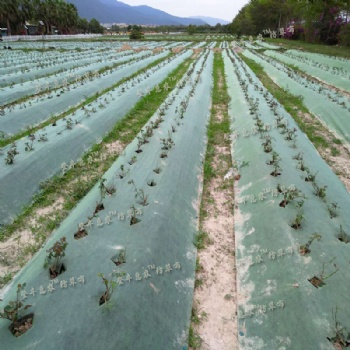 廣西柑橘防草布登豐惠農(nóng)透氣透水保濕保肥環(huán)?？山到饩G黑色白黑色防草布