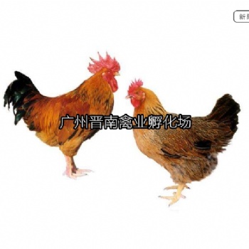 廣東新陂麻雞簡(jiǎn)介 土雞孵化場(chǎng) 快大雞苗 快速品種養(yǎng)肉雞