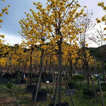 漳州米徑5公分黃花風鈴地苗移植苗大量拋售