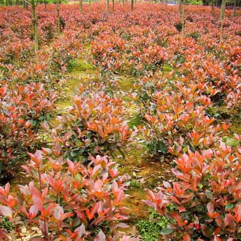 湖南瀏陽(yáng)綠化苗木紅葉石楠價(jià)格湖南四季紅苗圃基地紅葉石楠批發(fā)價(jià)格