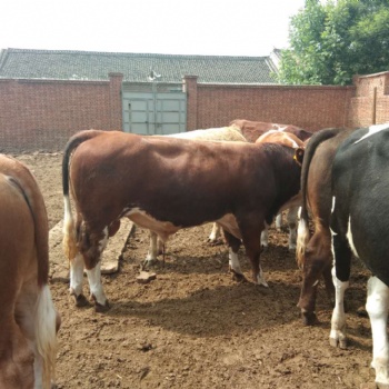 肉牛預(yù)混料飼料核心料