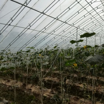 中國河北滄州新華區(qū)溫室大棚配件等