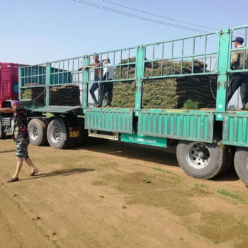 遼寧草坪近期價格什么品種愛活內蒙古吉林賣電話秦皇島