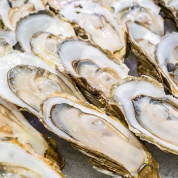 生蠔扇貝-多種貝類海鮮冷凍海產品即食海貨